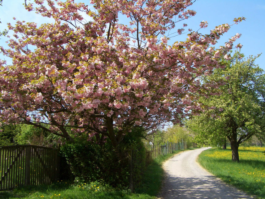 Gerlinger Landschaft