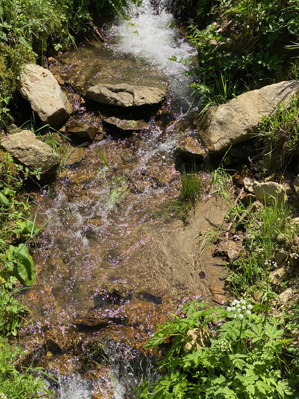 Bach im Elztal
