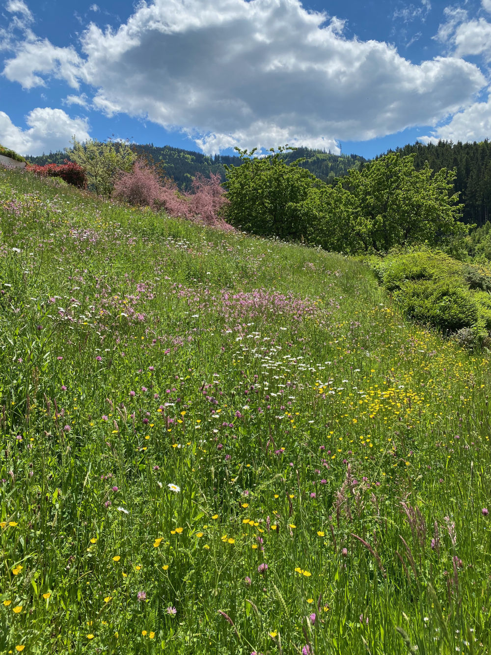 Bergwiese im Elztal