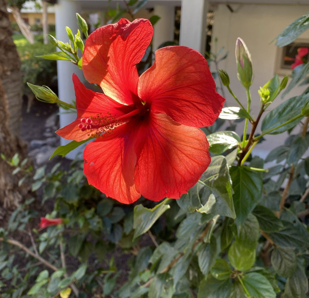 Hibiskusblüte